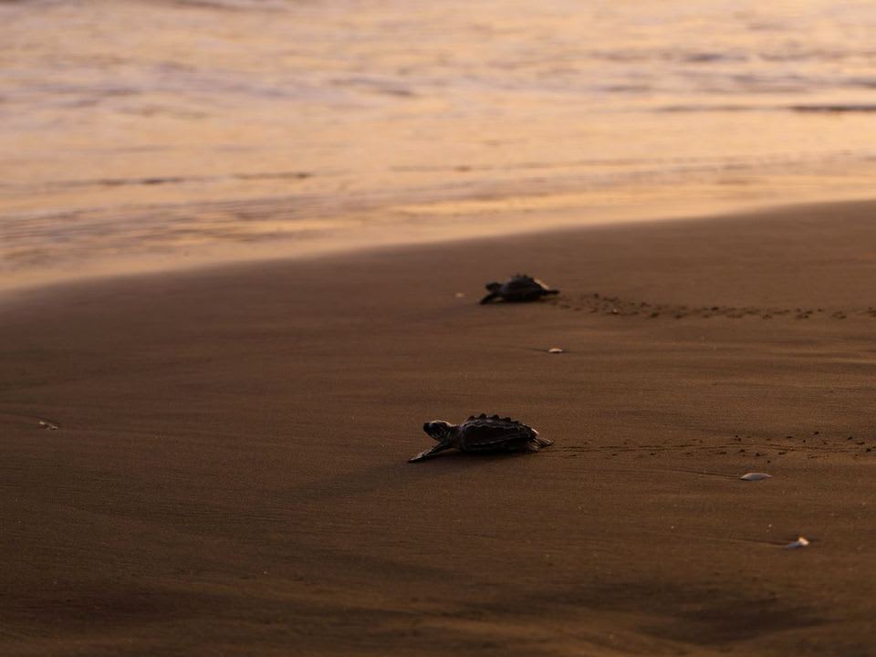 Tortugas bebé camino al mar en arena oscura al atardecer