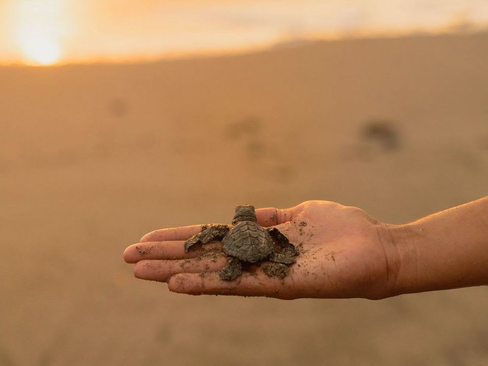 Mano sosteniendo una tortuga bebé en la playa al atardecer