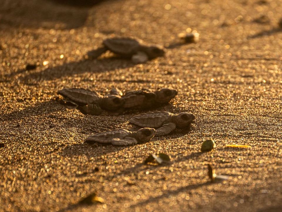 Grupo de tortugas bebé cruzando la arena dorada