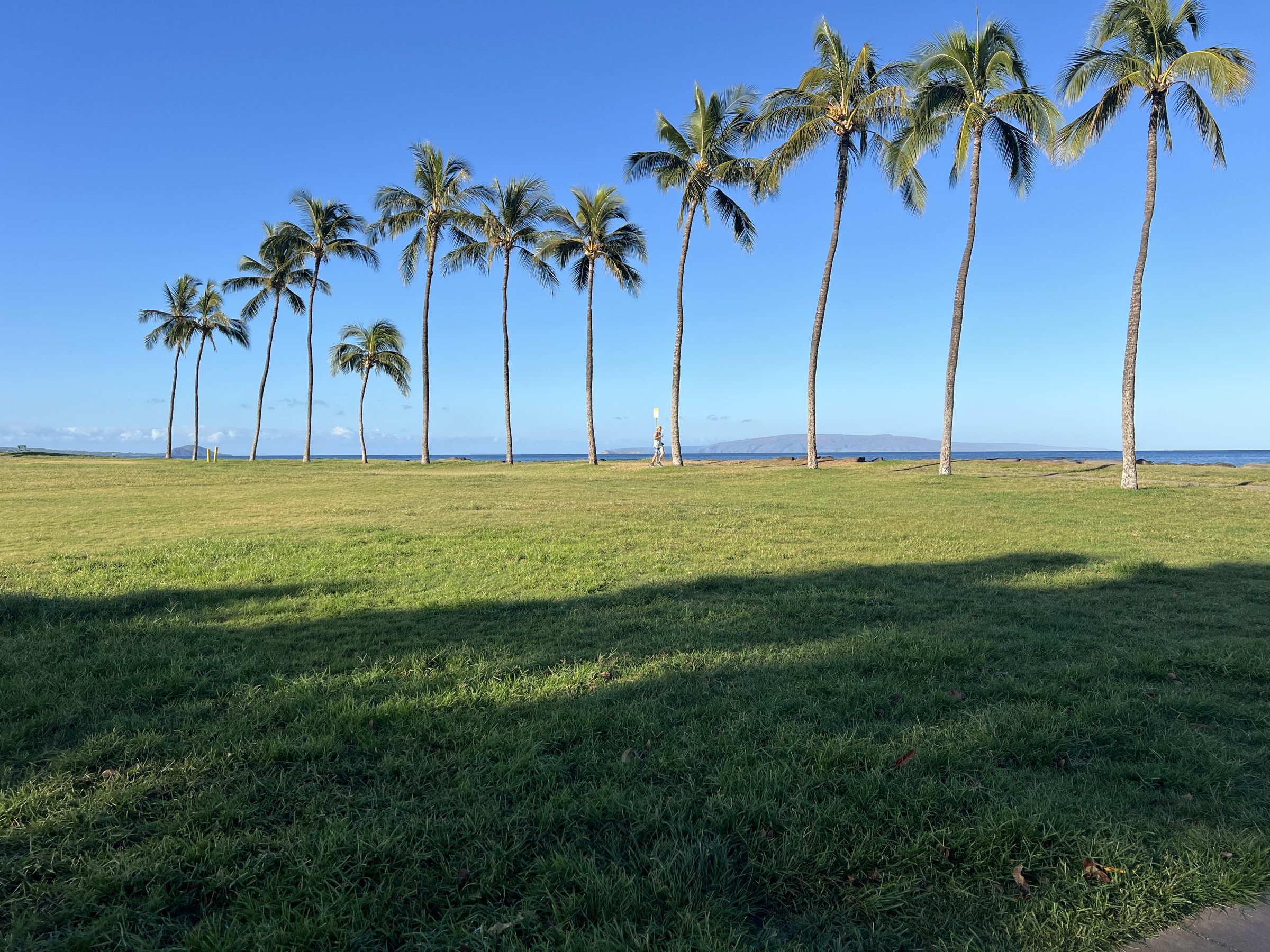 Kalama Park palm row with Kaho'olawe in the distance