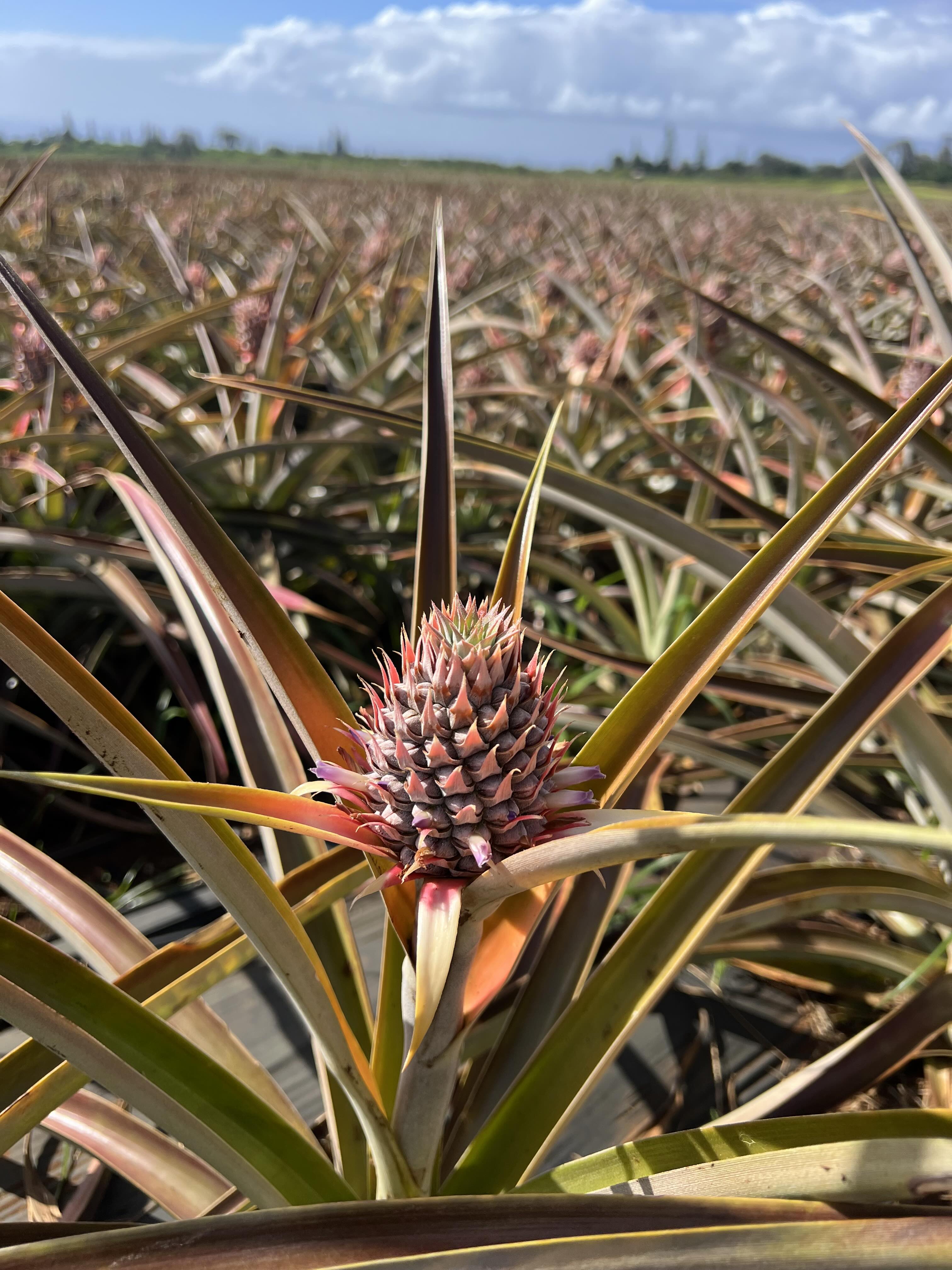 Pineapple flower