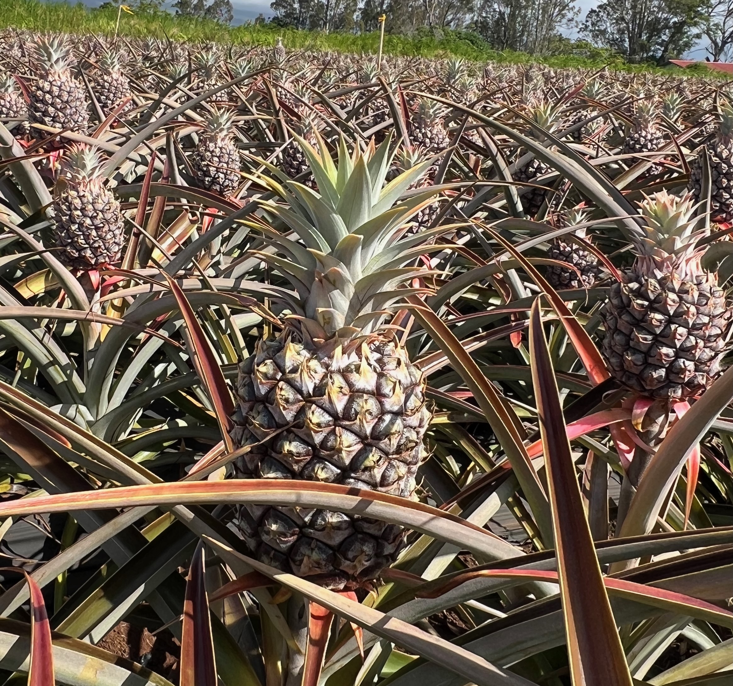 Maui Gold pineapple field