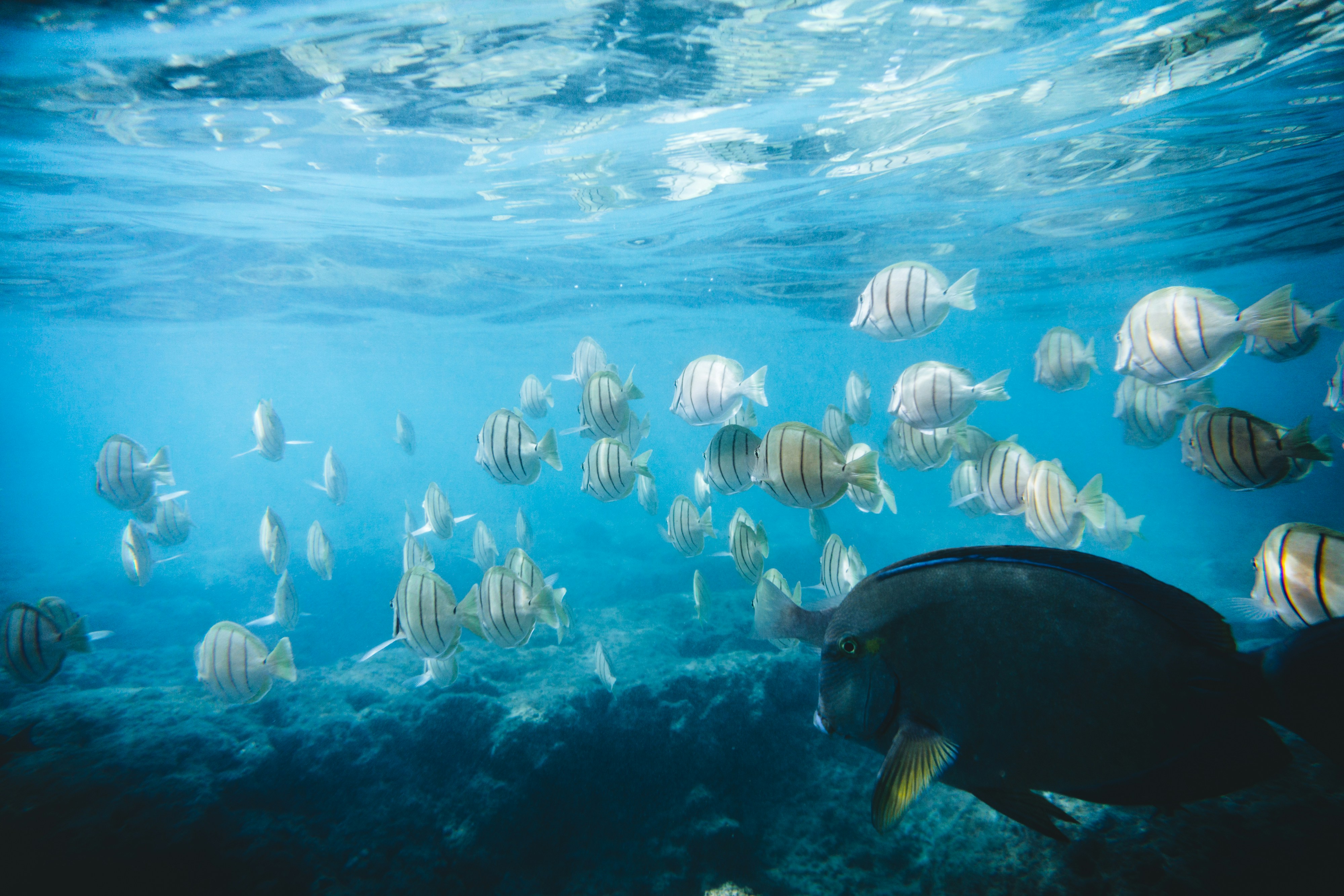A large school of tropical fish in clear Hawaiian waters — the kind of abundant marine life found at Honolua Bay