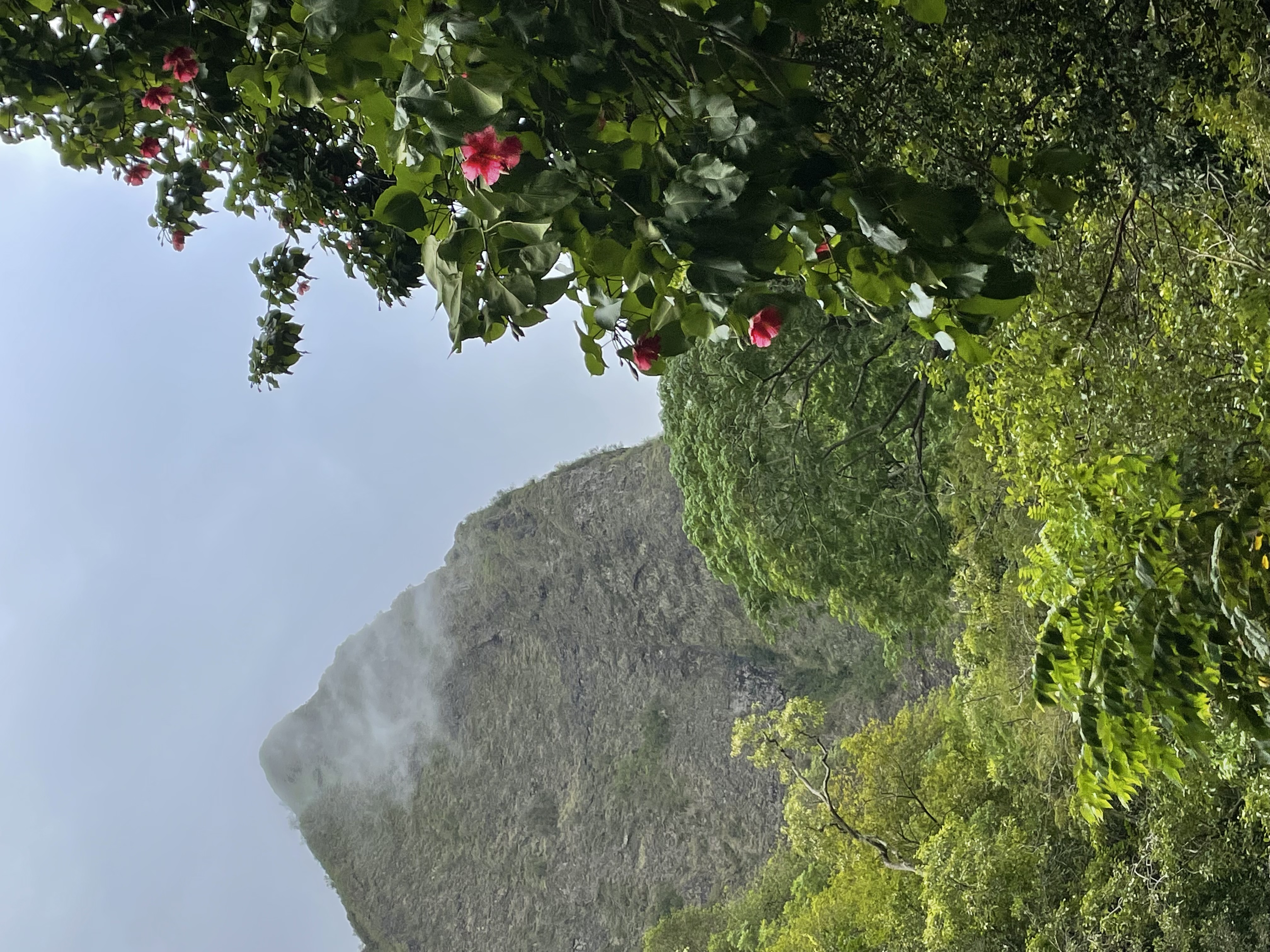 Iao Needle peak rising above the valley with pink hibiscus flowers in the foreground — Iao Valley State Monument, Maui