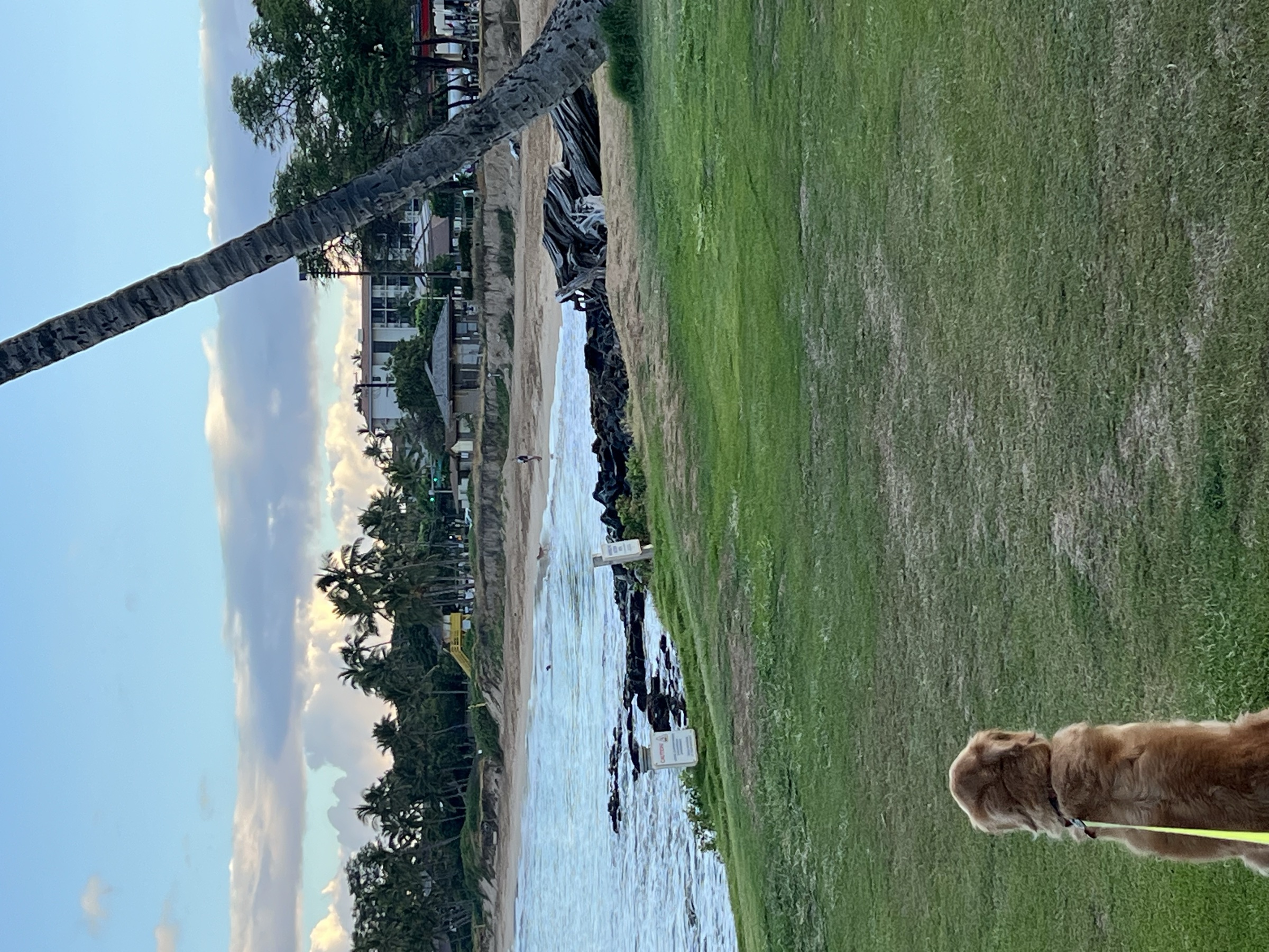Grass area looking across Kama'ole I beach — elevated walkway on the morning route, July 1