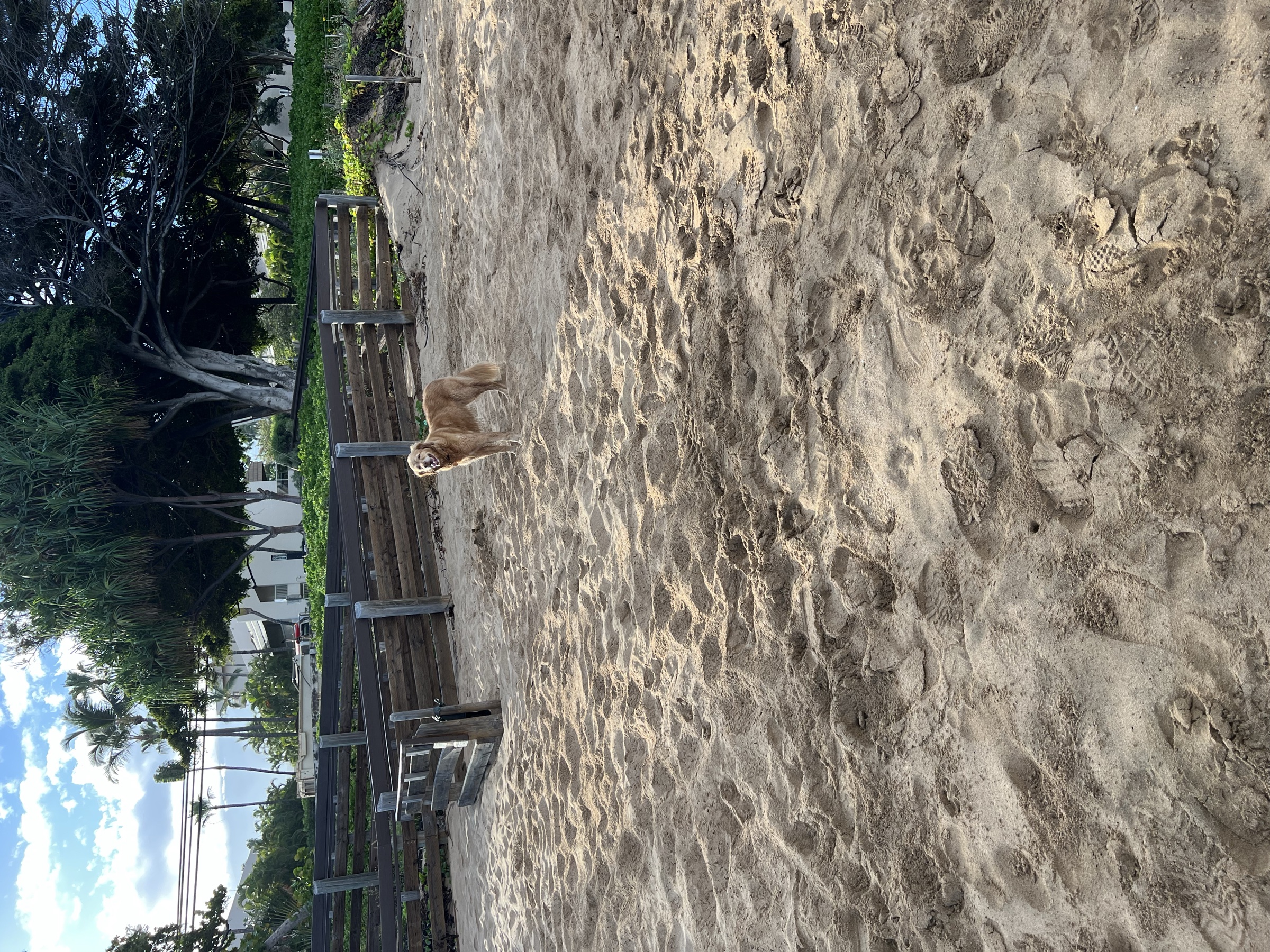 Kaija (our golden retriever) at the Kama'ole II beach entrance — the main access point guests from Maui Banyan use to reach the sand