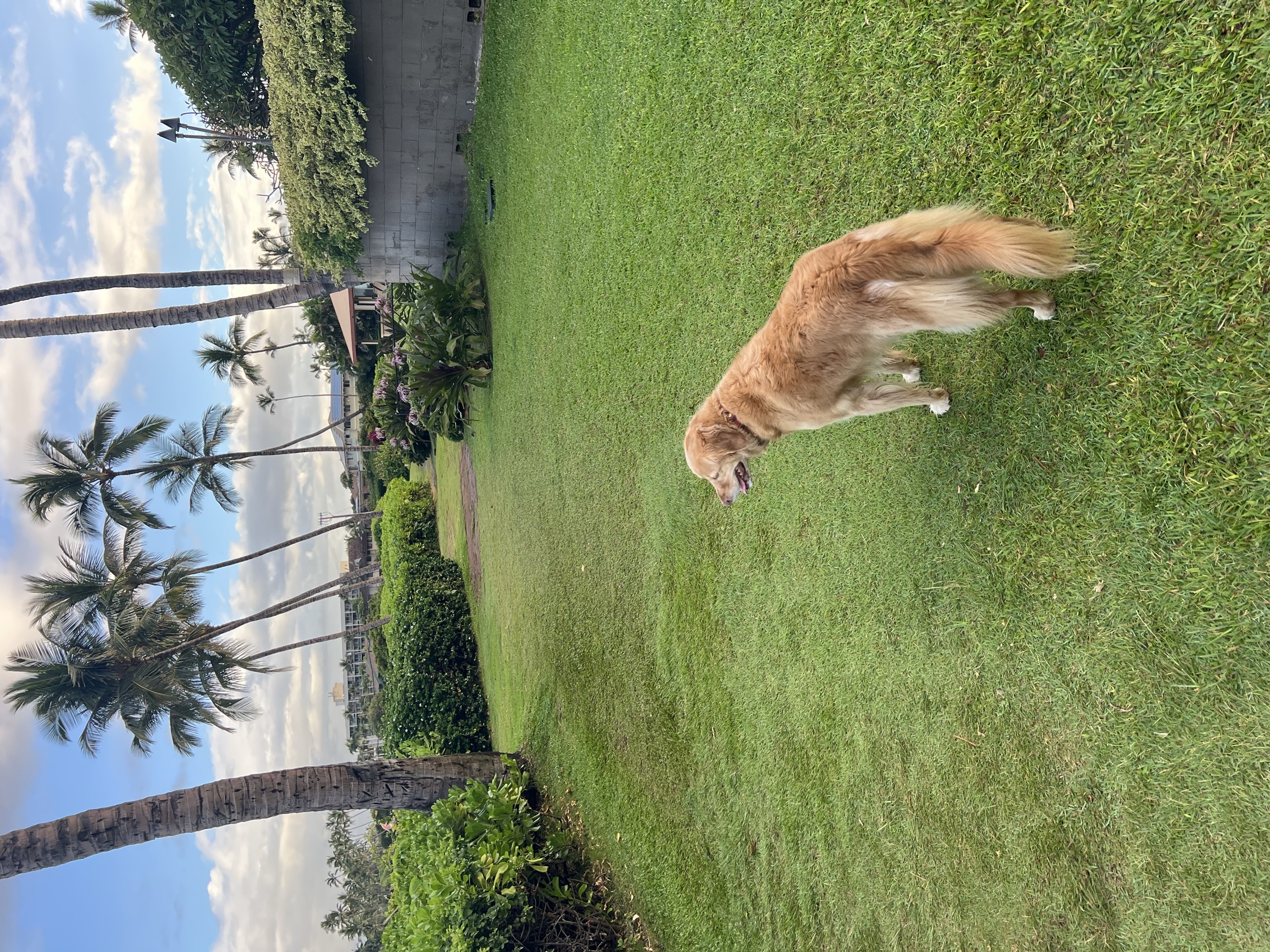 Kaija in the condo grounds between Kama'ole I and Charley Young Beach — path ahead leads to the bay overlook; bear right to reach South Kihei Road toward Kalama Park