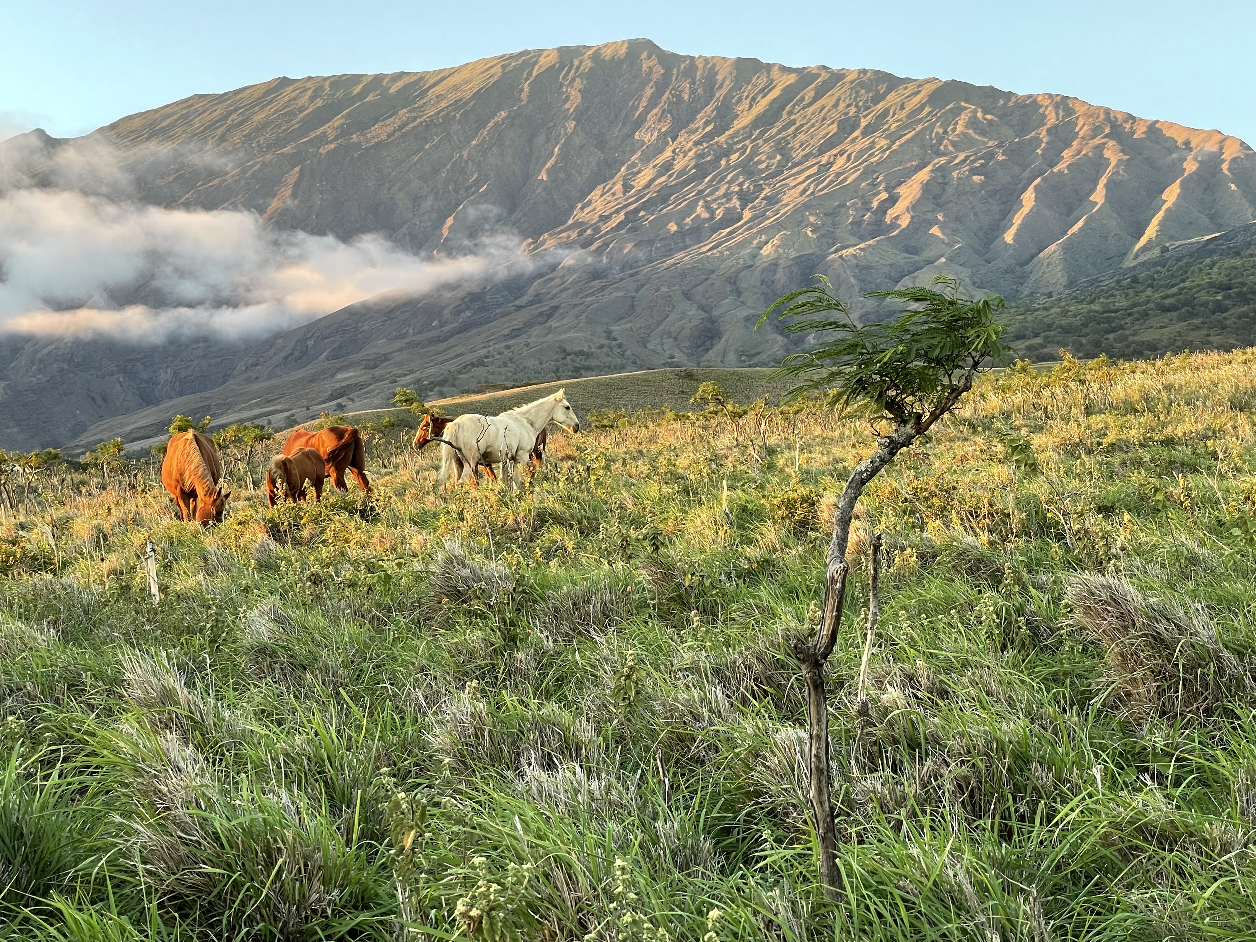Horses grazing in tall green grass below the Kaupo Gap on Haleakalā's south slope, golden evening light