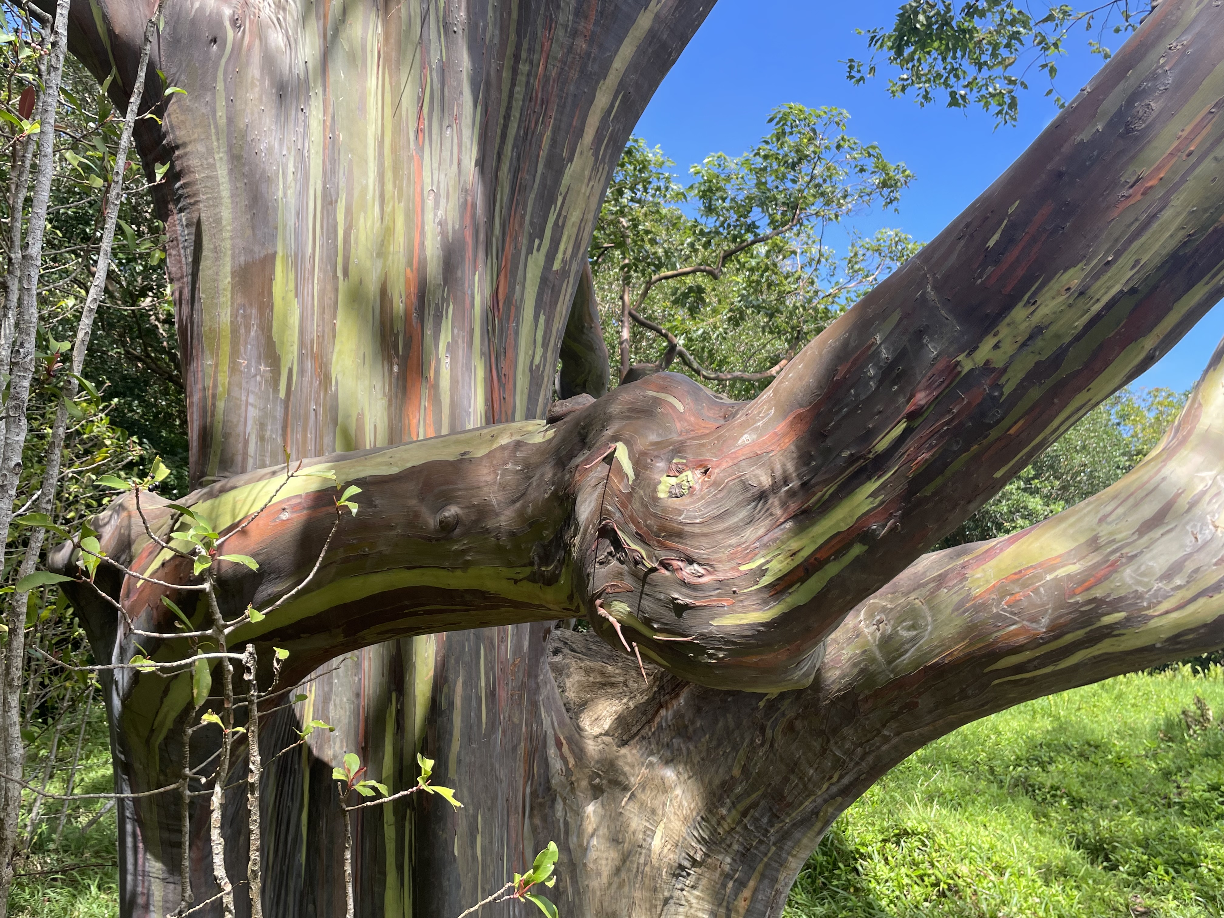Rainbow eucalyptus tree trunk — vivid multicolored peeling bark along the Hana Highway, Maui