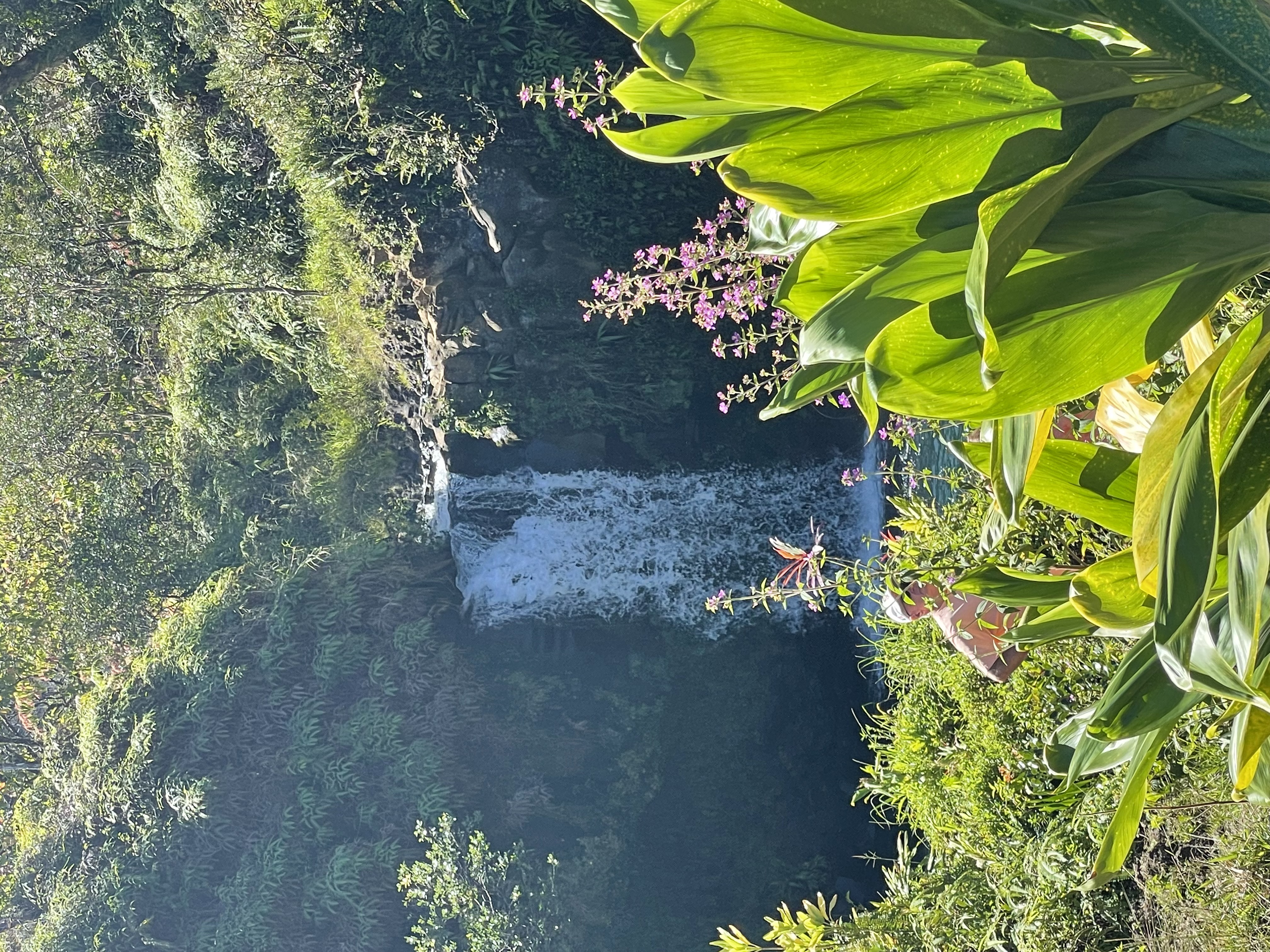 Lush tropical waterfall with native flowers along the Road to Hana, Maui