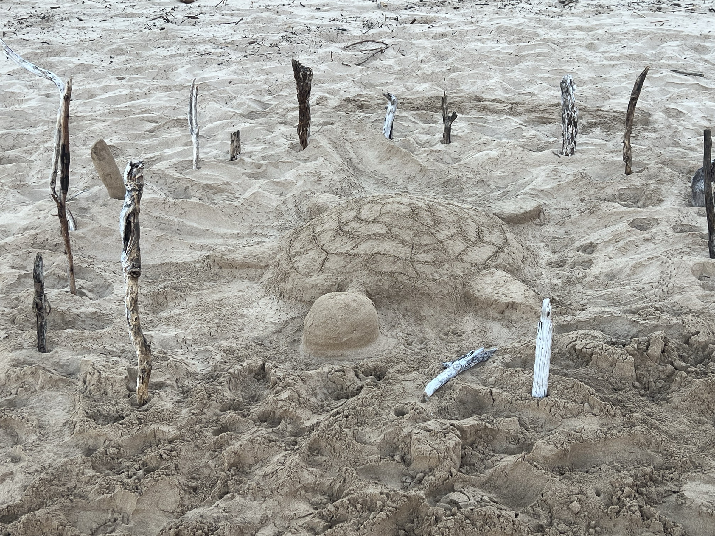 Sand turtle sculpture — first sight on Kama'ole II beach, June 29, 2026 at 6:21 AM