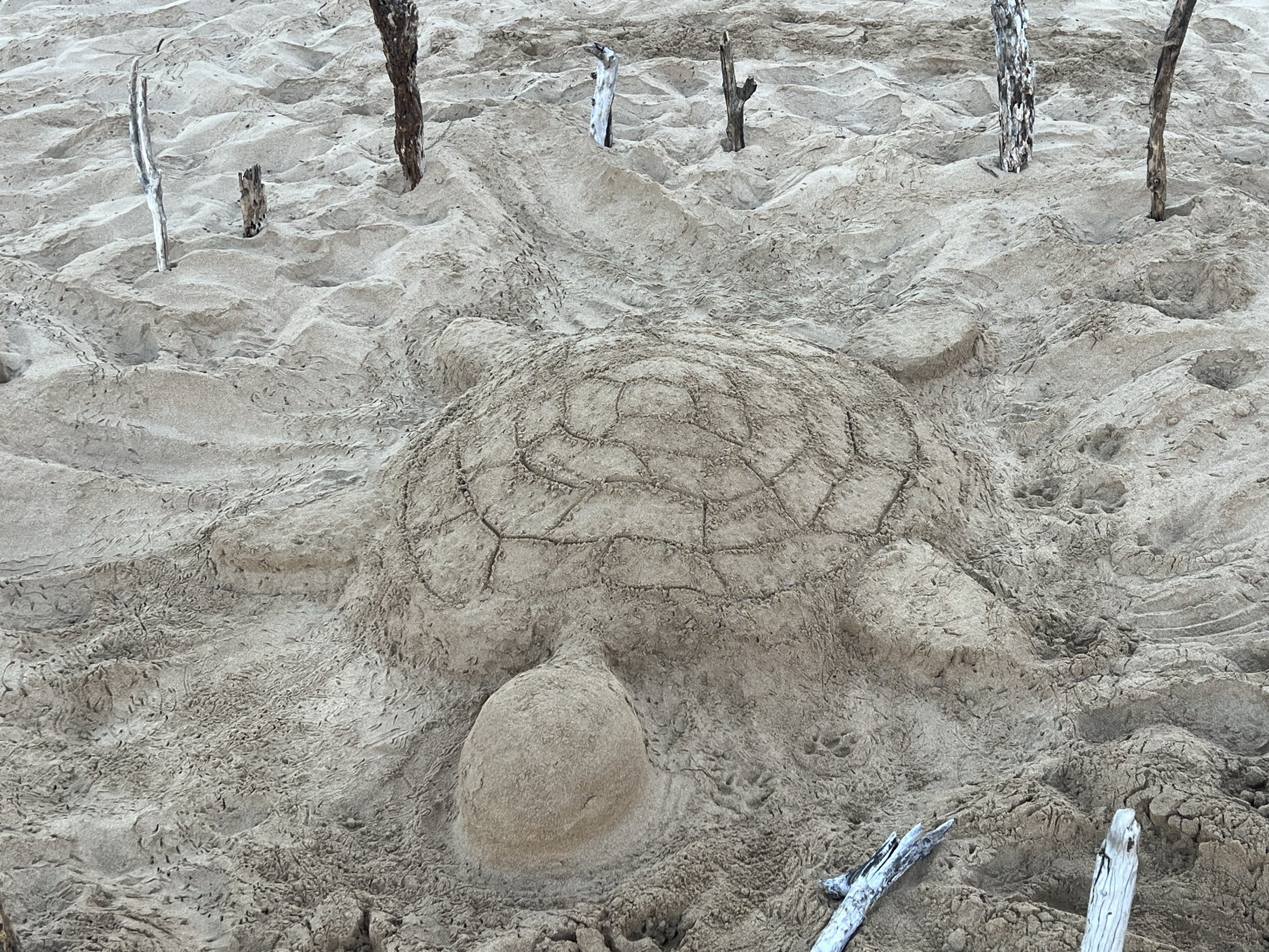 Sand turtle sculpture close-up — Kama'ole II beach, June 29, 2026