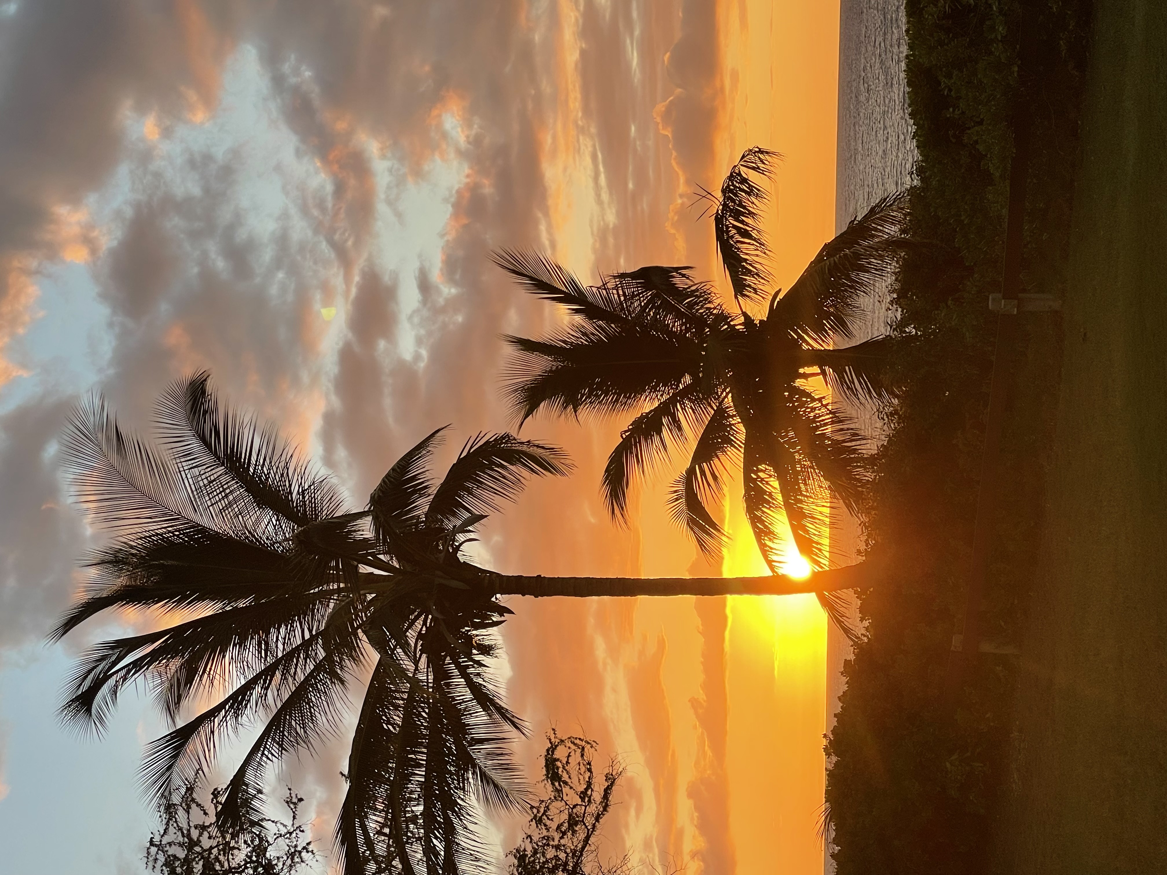 Royal palm silhouettes against a vivid Maui sunset sky — South Kihei, October 2021