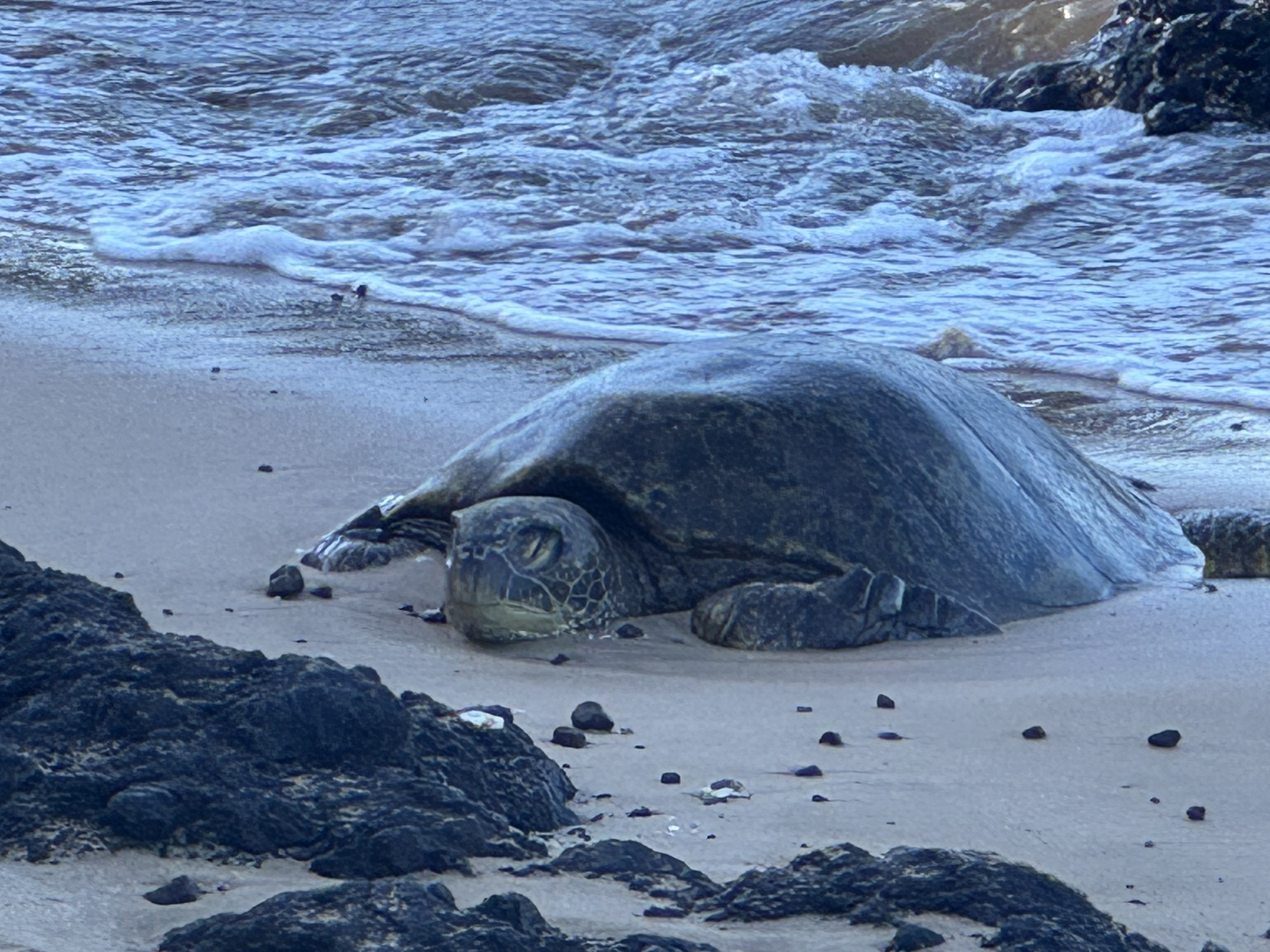Close-up portrait of a Hawaiian green sea turtle (honu) — calm face, looking directly at camera