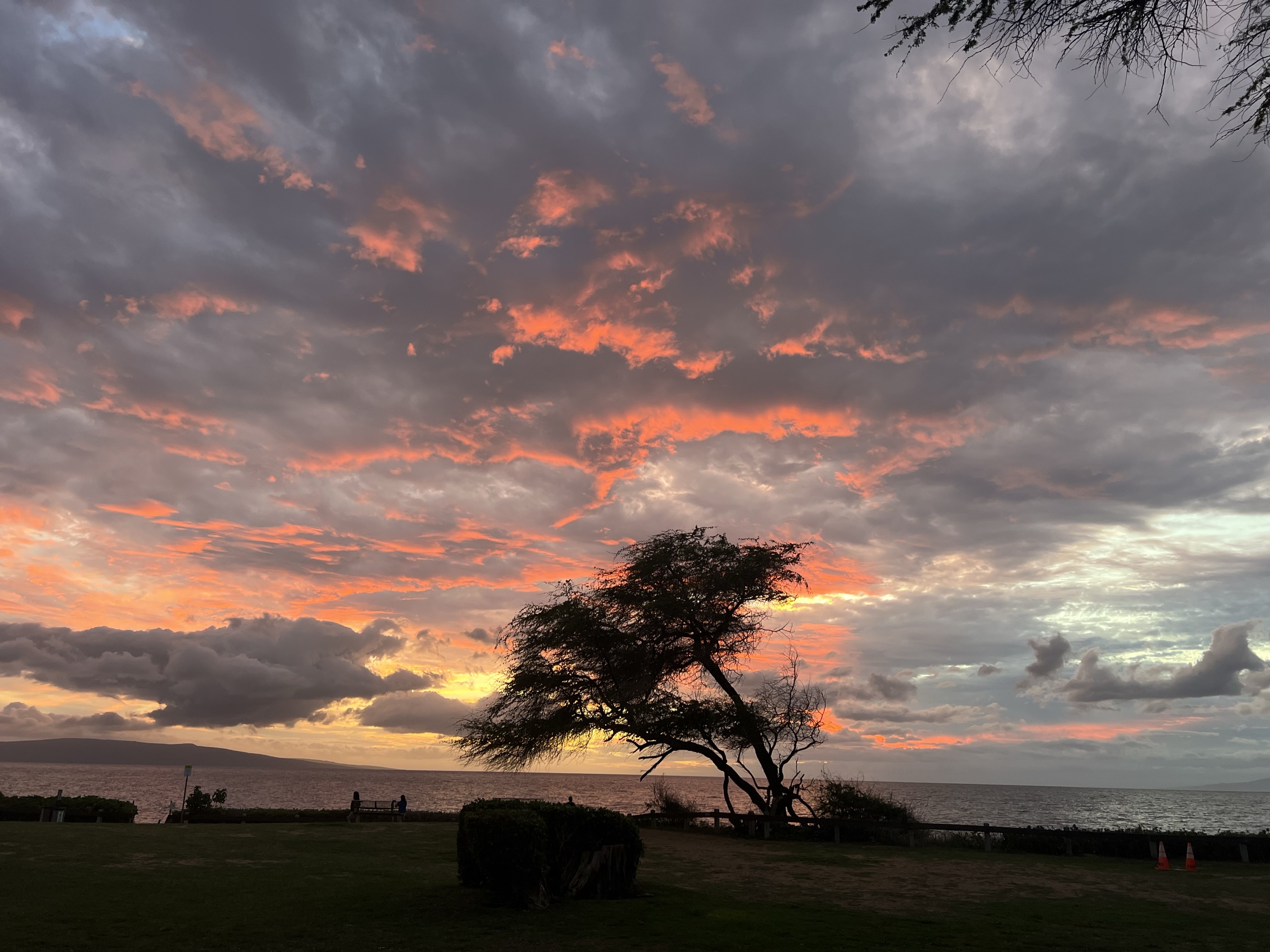 Windswept kiawe tree silhouette against a vivid Maui sunset