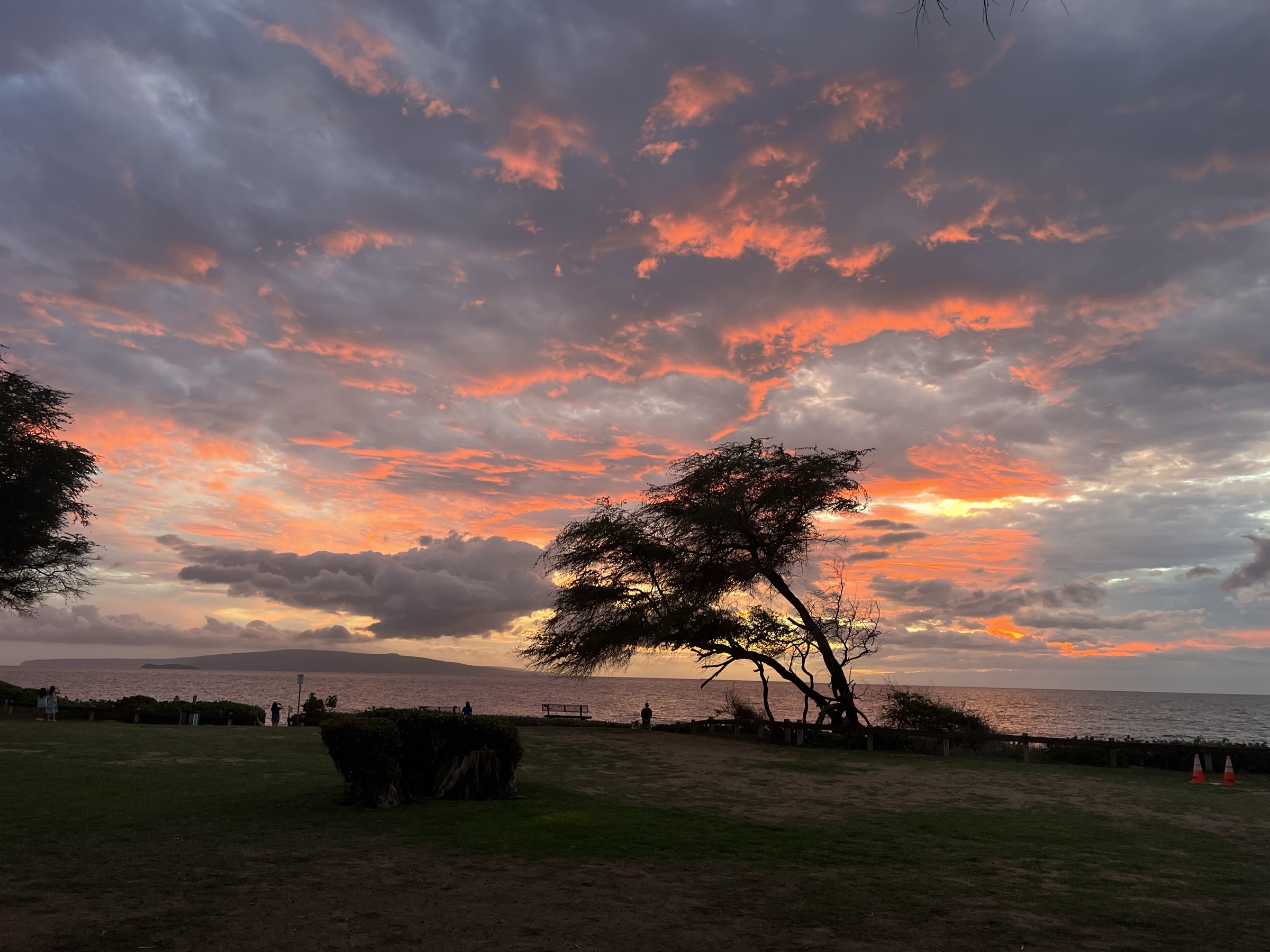 Kiawe tree silhouette against vivid Maui sunset sky