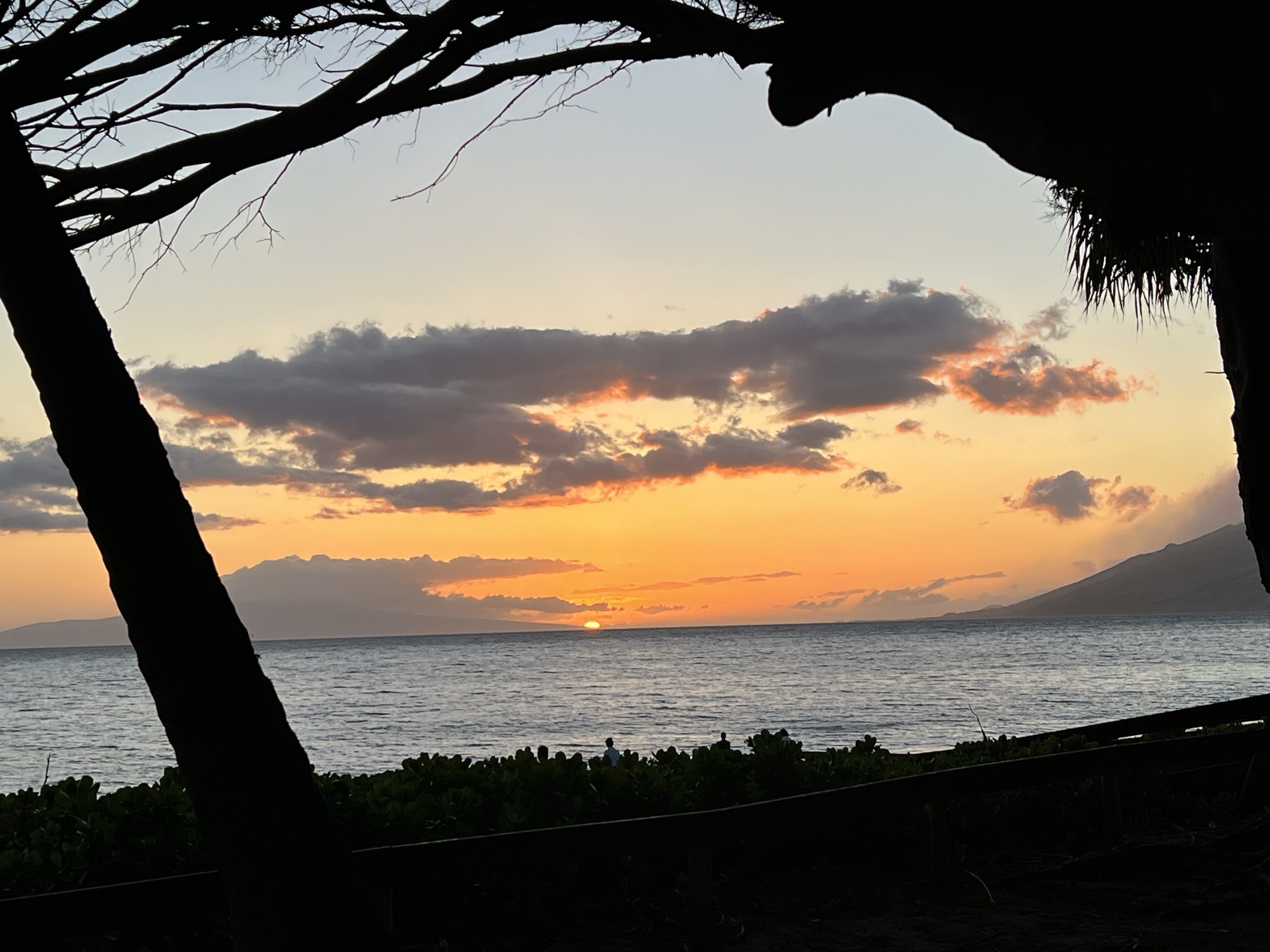 Maui sunset framed between dark tree trunk silhouettes