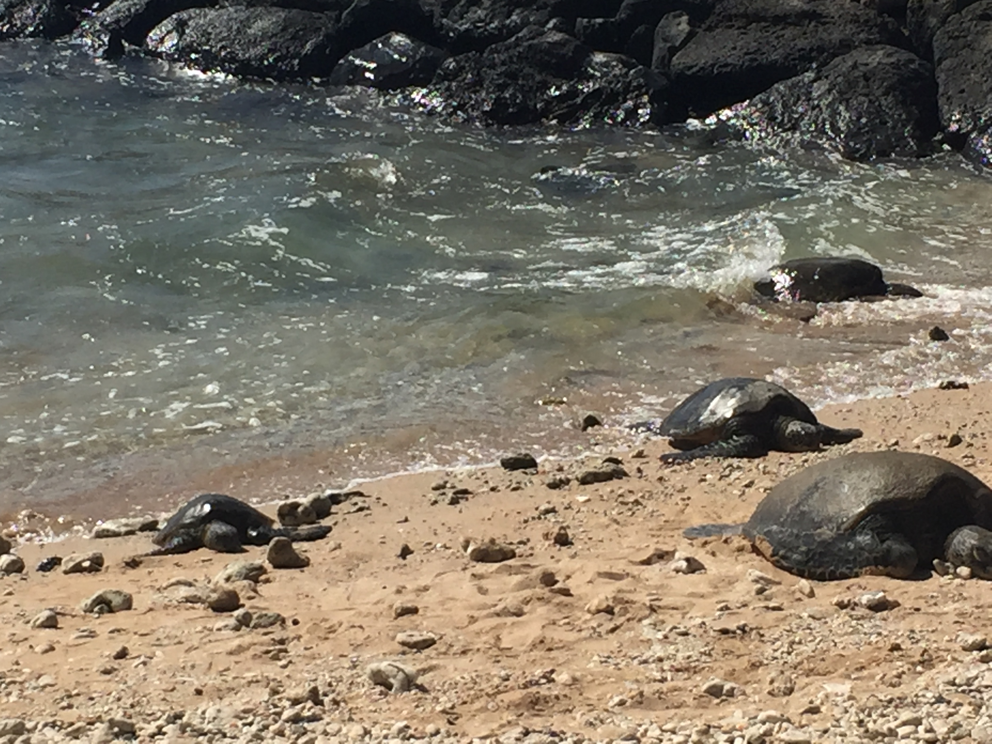 Green sea turtles hauled out at Keawakapu Beach, South Kihei