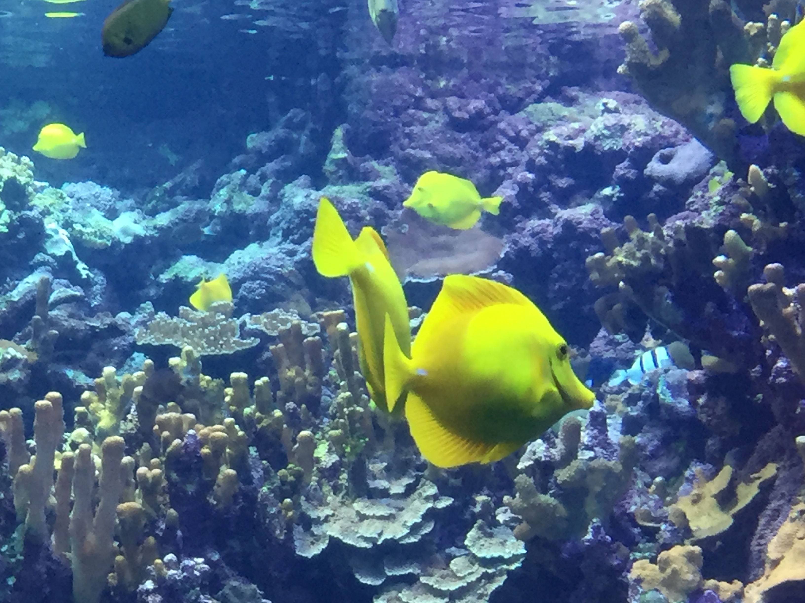 Hawaiian yellow tang fish at Maui Ocean Center aquarium, Maalaea Harbor, Maui
