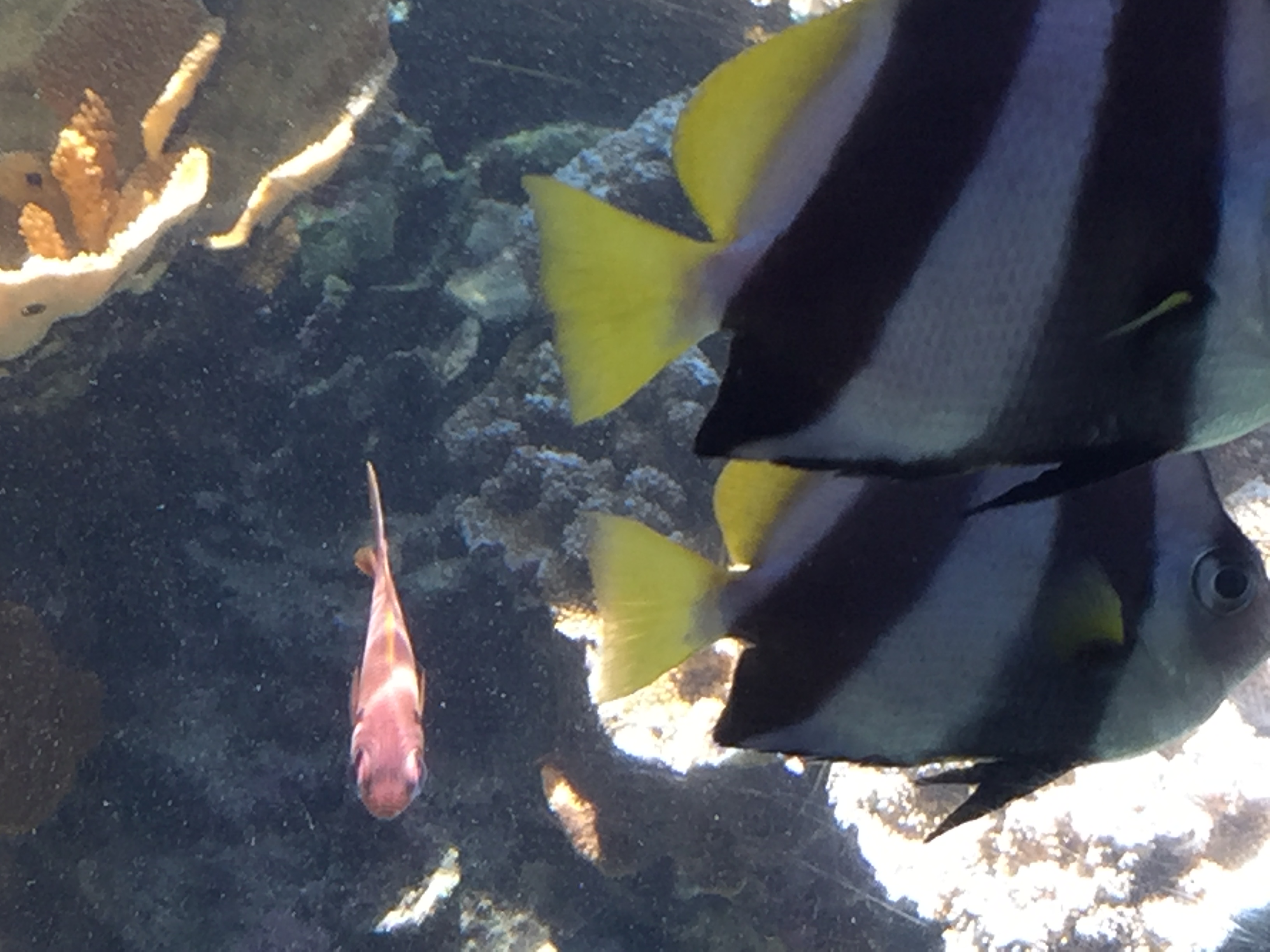 Moorish idol fish and reef life — photographed at Maui Ocean Center aquarium, Maalaea Harbor