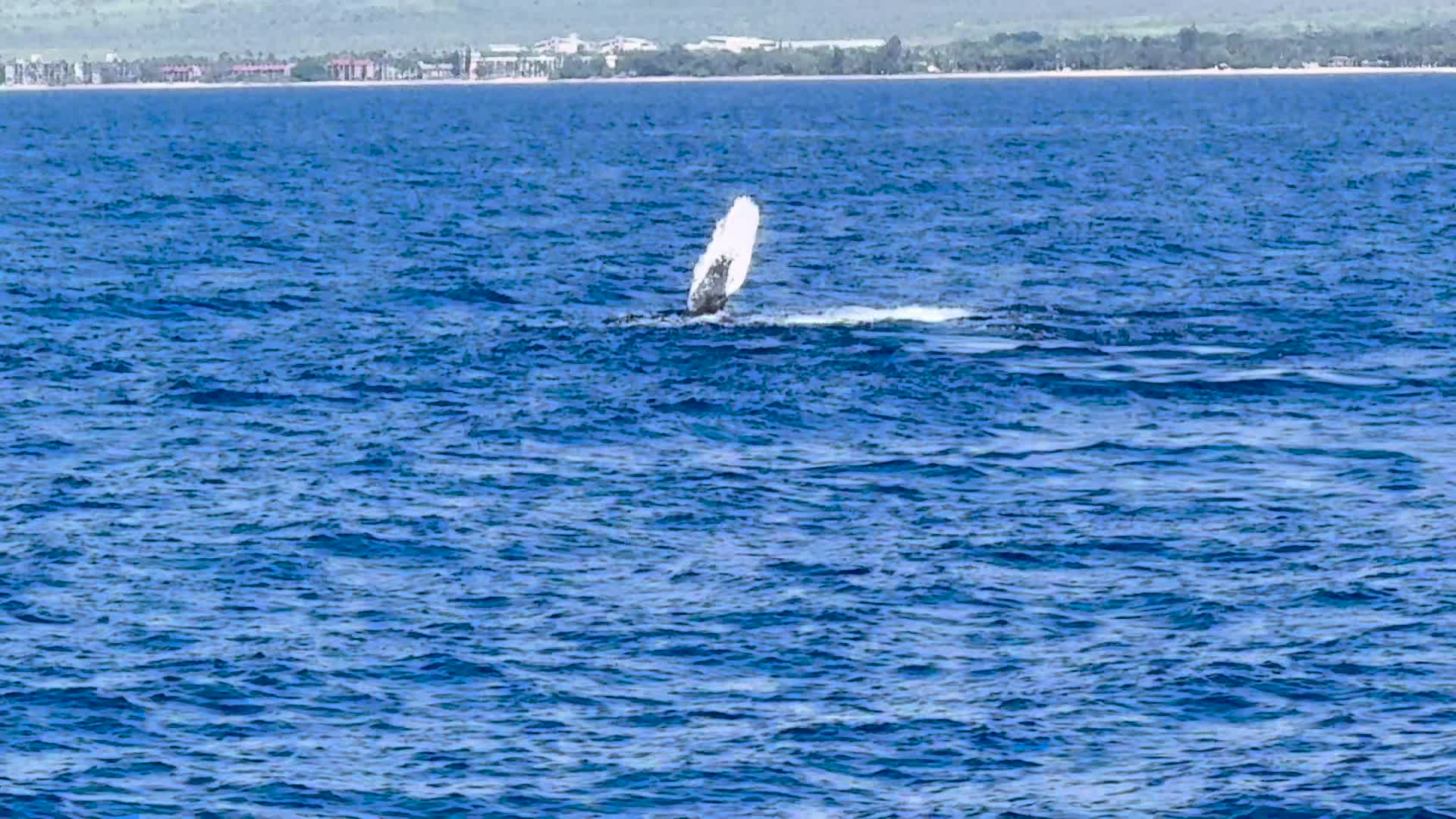 Humpback whale spouting off the West Maui coast