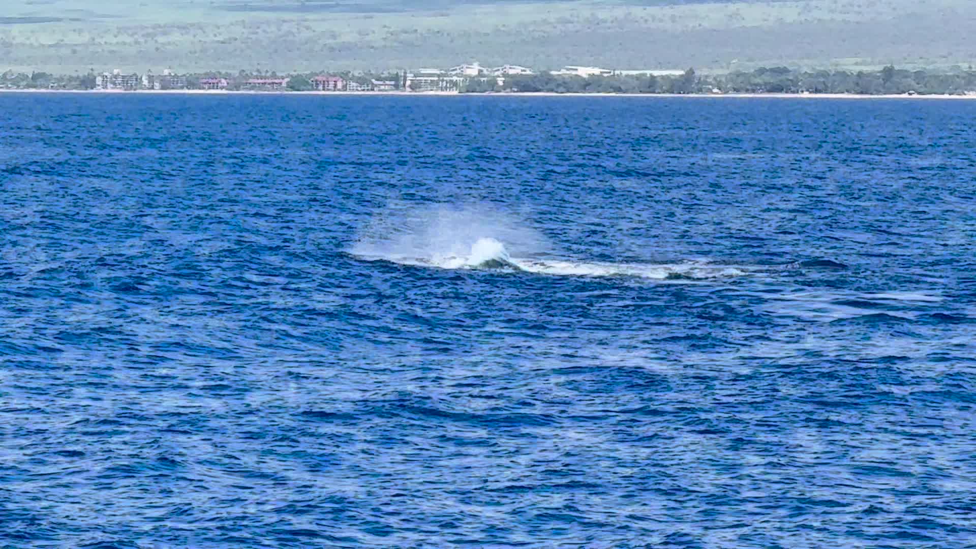 Humpback whale spouting in the channel — winter on Maui