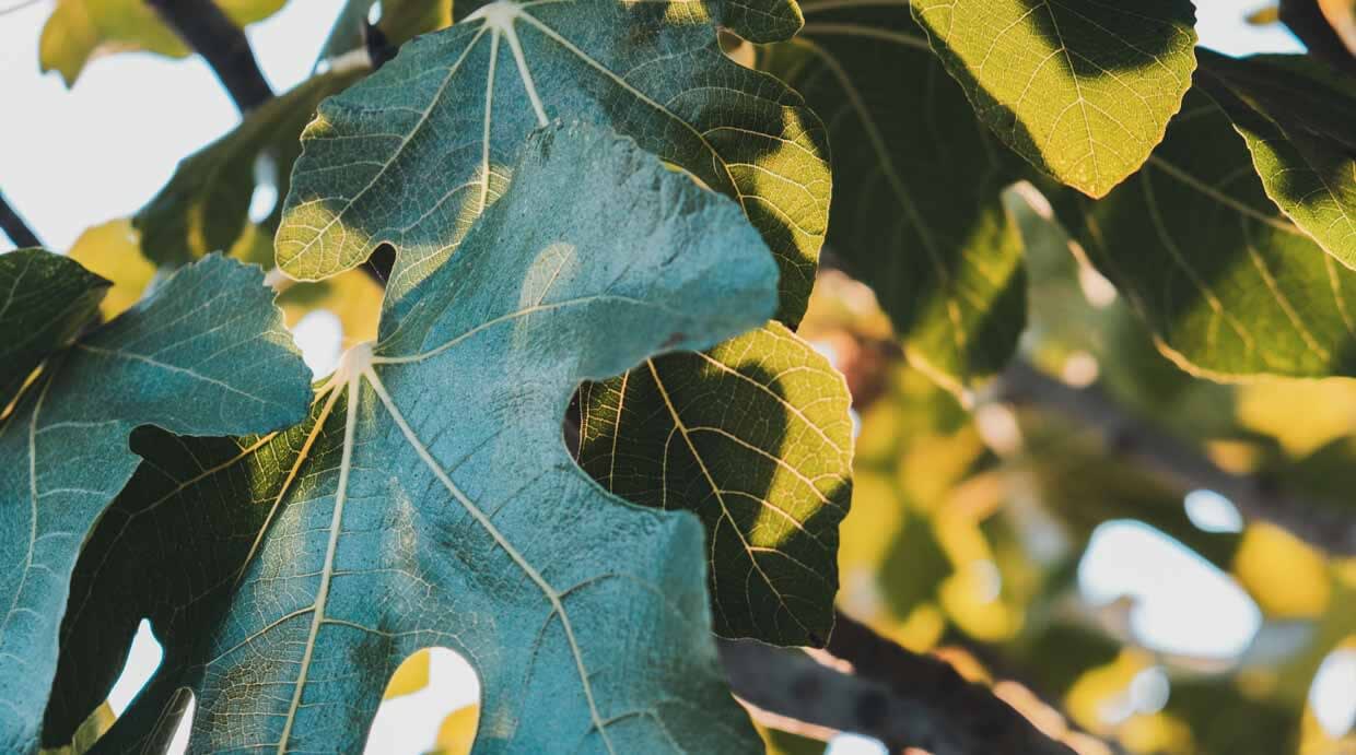 green leaves
