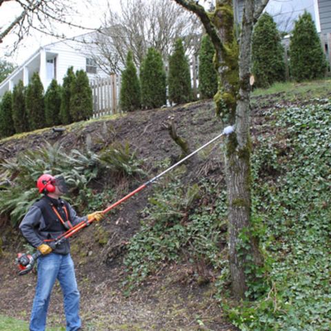 My First Complete DIY Tree Removal