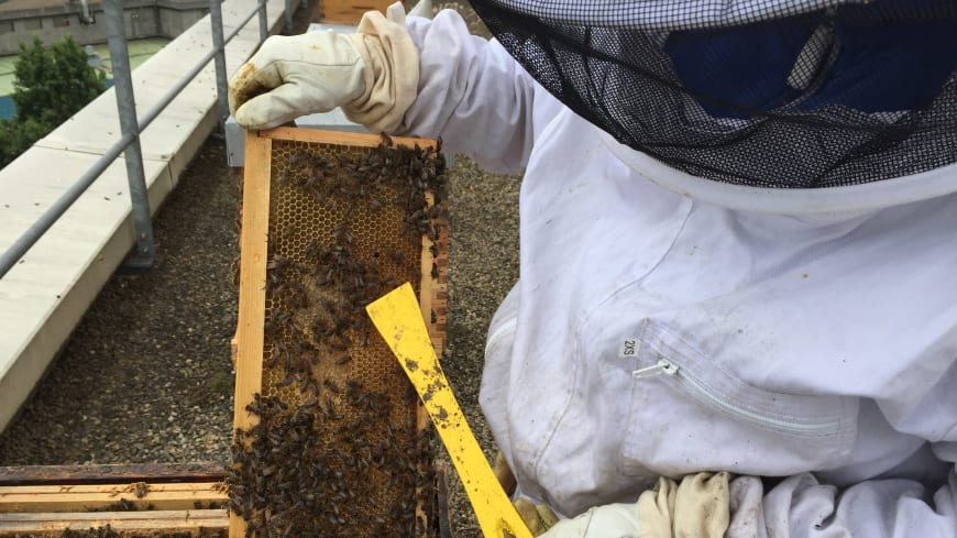 Cadres alvéolés contenant le miel stocké par les abeilles de l'Opéra Bastille