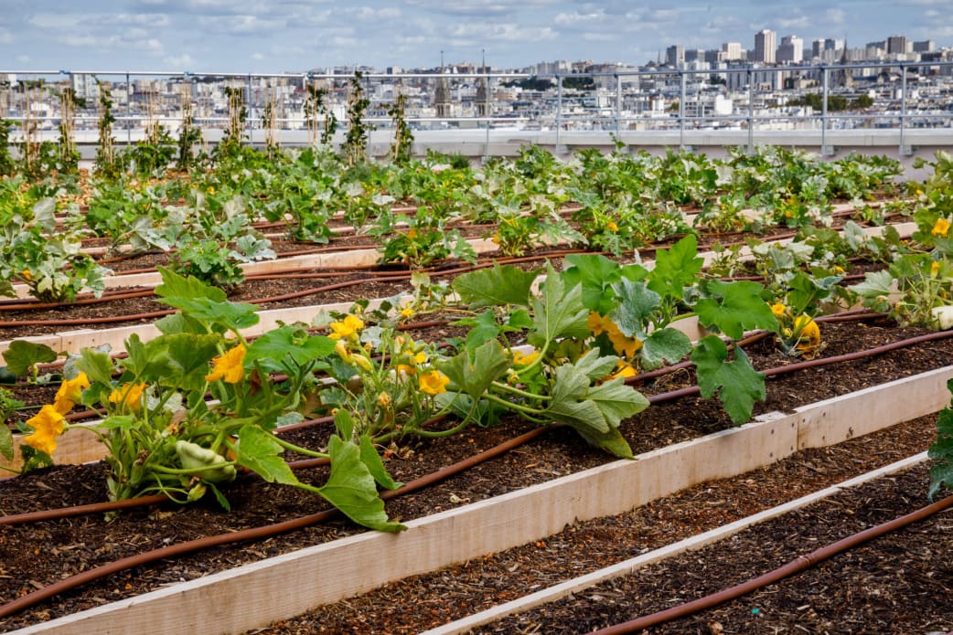 Agriculture urbaine sur le toit de l'Opéra Bastille