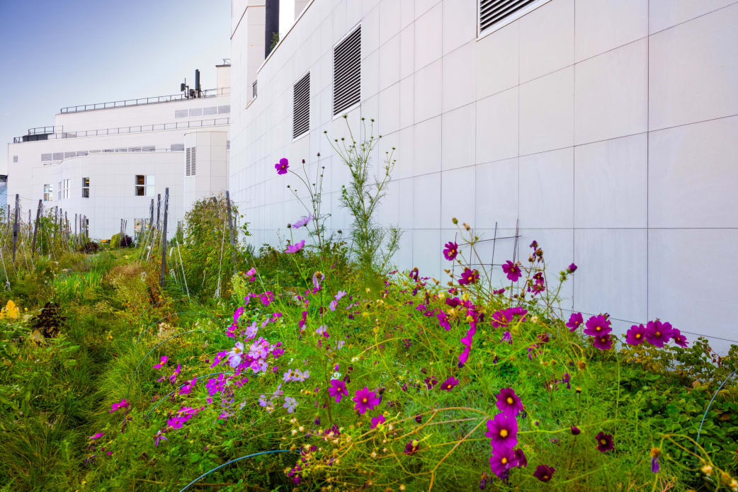 Agriculture urbaine sur le toit de l'Opéra Bastille