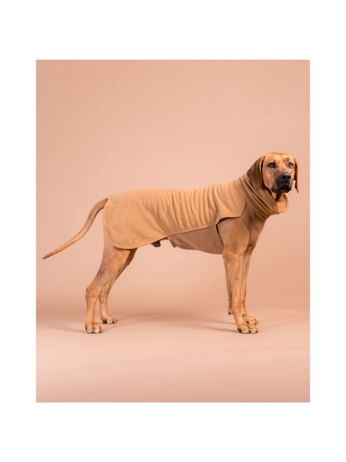 PAIKKA Seawool Shirt for Dogs Brown