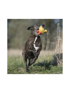 Laboni - Lelupaketti #3 - Emma, Kalli, Franzi | Stockmann