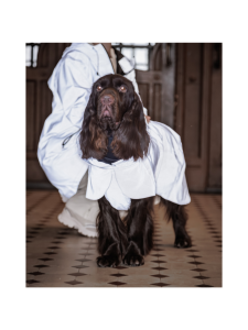 PAIKKA - PAIKKA Visibility Raincoat Lite for Dogs Taupe | Stockmann