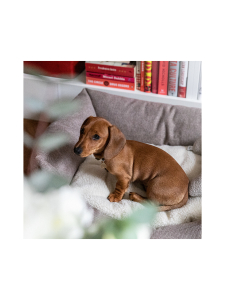 Denjo Dogs - Koiran peti Teddy Lounge, Denjo Dogs - TRUE TAUPE Denjo Dogs - Koiran peti Teddy Lounge, Denjo Dogs - TRUE TAUPE | Stockmann