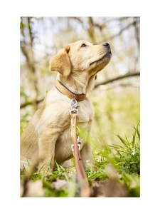 Laboni - Amici kaulapanta + hihna setti - Konjakki - KONJAKKI | Stockmann