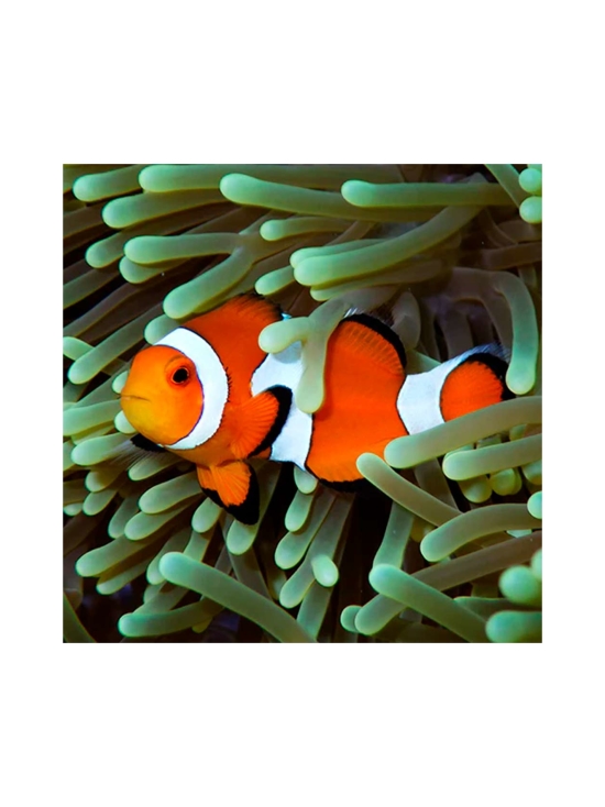 Pentax - Pentax WG-8 -vedenkestävä digikamera - Vihreä | Stockmann - photo 9