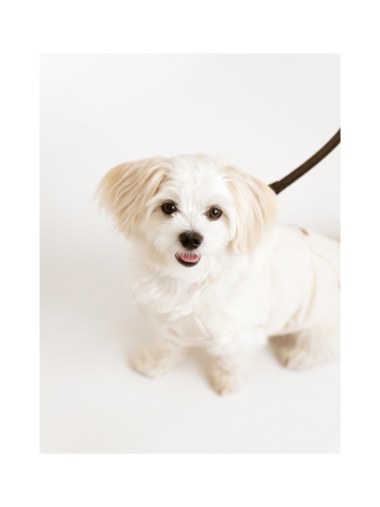 Oliver's Life & Style - Puppy Box -pentupakkaus - photo 9 Oliver's Life & Style - Puppy Box -pentupakkaus | Stockmann - photo 9