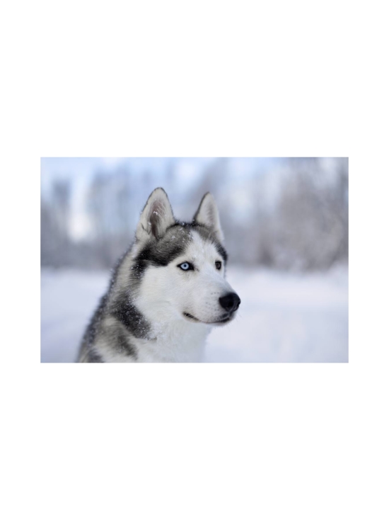 Samyang - Samyang AF 50mm F/1.4 II (Sony FE) -objektiiivi - photo 2 Samyang - Samyang AF 50mm F/1.4 II (Sony FE) -objektiiivi | Stockmann - photo 2