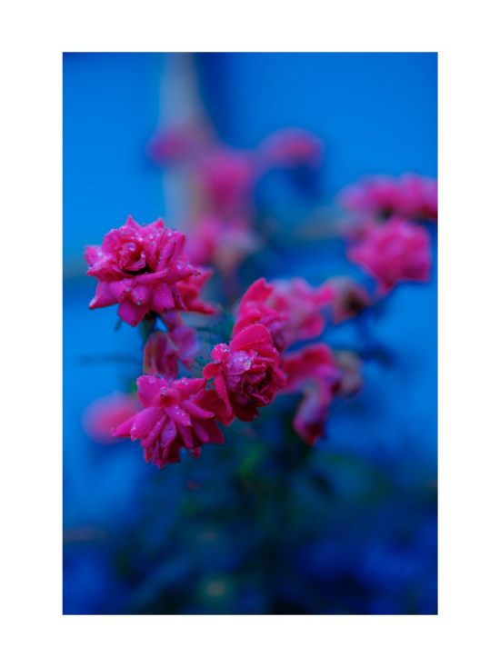 Fujifilm - FujiFilm XF 50mm f/1 R WR -objektiivi + 200e alennus - photo 4 Fujifilm - FujiFilm XF 50mm f/1 R WR -objektiivi + 200e alennus | Stockmann - photo 4