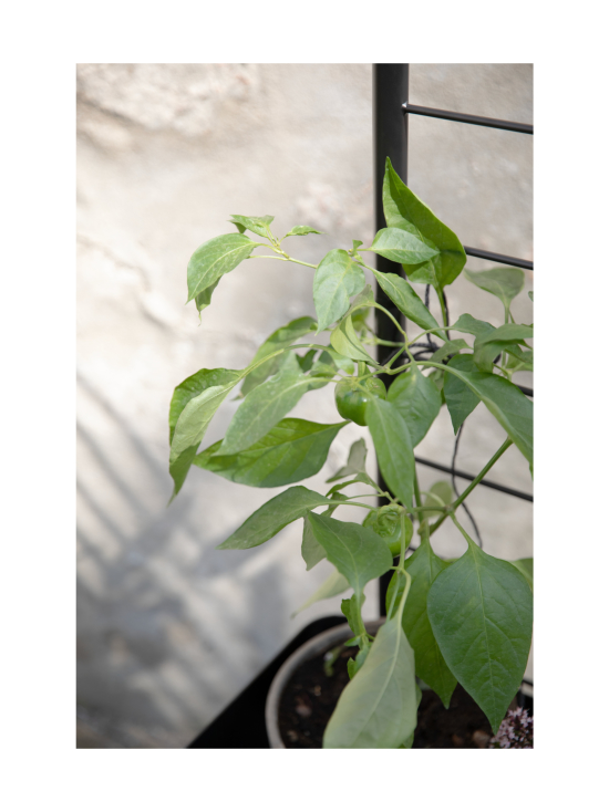 Eva Solo Outdoor - Simply Grow tuki kasvilaatikoihin - MUSTA - photo 7 Eva Solo Outdoor - Simply Grow tuki kasvilaatikoihin - MUSTA | Stockmann - photo 7