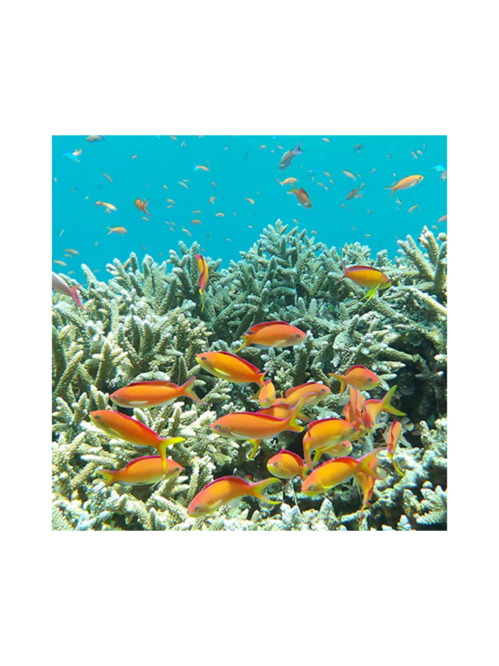 Pentax - Pentax WG-1000 -vedenkestävä digikamera - Olive | Stockmann - photo 9