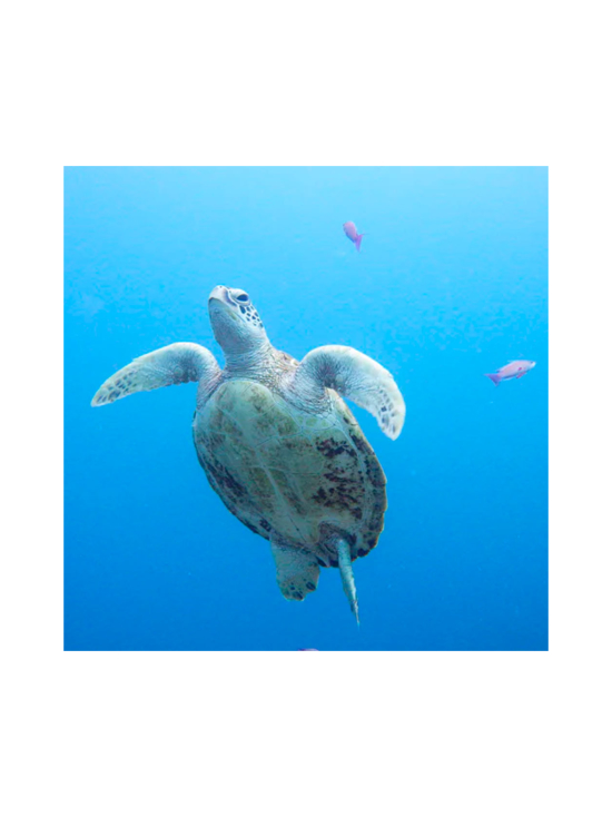 Pentax - Pentax WG-90 - Musta | Stockmann - photo 8