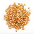 A pile of corn on a white background available for Popcorn Machine Hire - Package 1 (50 Serves).