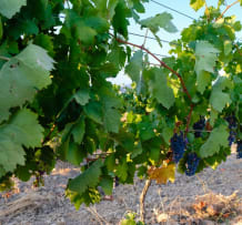 Organic grapes at a Vineyard