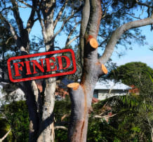 Trees that was illegally lopped in Sydney.