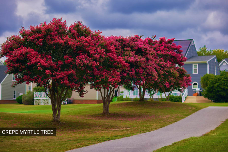 A beautiful example of how trees can bring life to a home