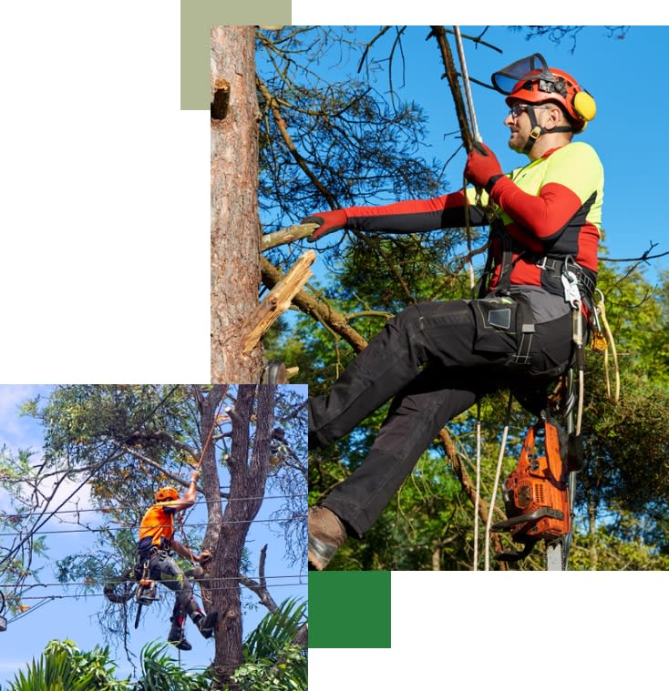 Local St George arborist