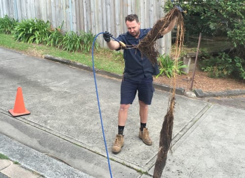 Our plumber with a large tree root removed from a drain