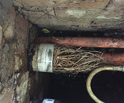 Severely blocked drainage pipe completely clogged with extensive tree root growth